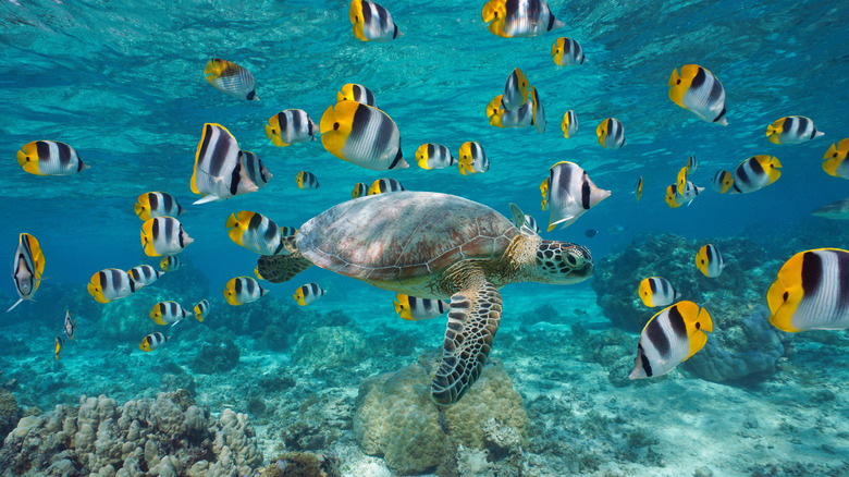 Sea turtle in Bora Bora