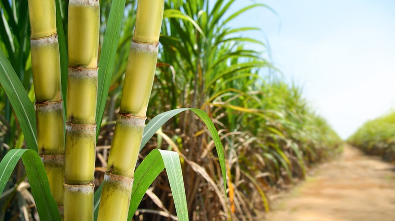 Caribbean sugarcane