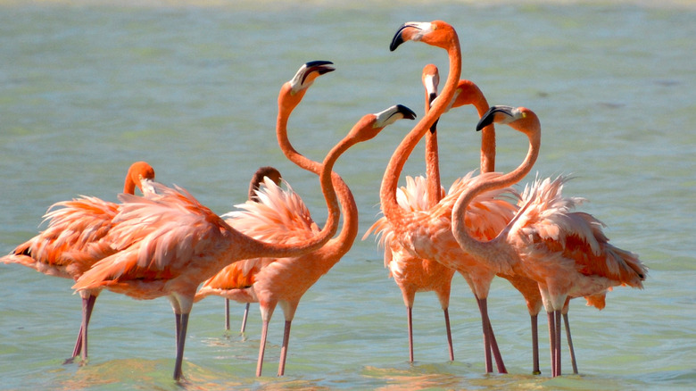 Flamingos at Holbox Island, Mexico