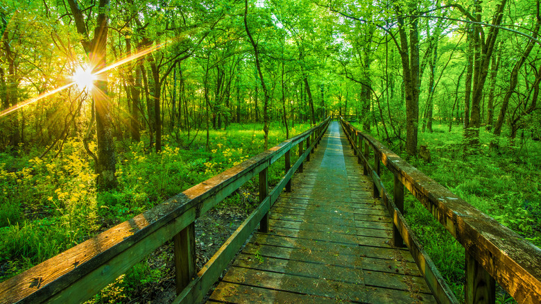 Hiking trail on Natchez Trace