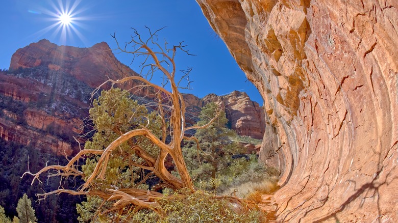 canyon, gnarled tree, and sun