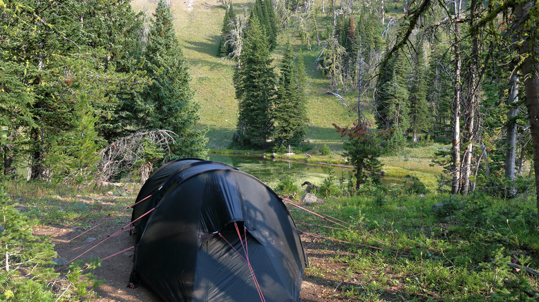 tent alone in yellowstone woods