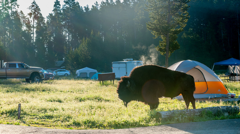 bison outside tent bridge bay campsite