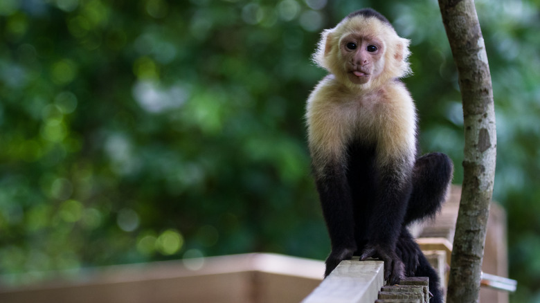 White-face monkey