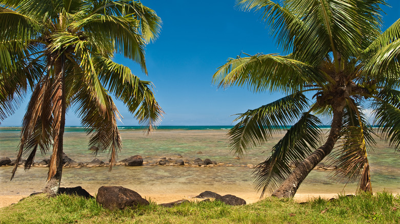 Palm trees over Anini Beach