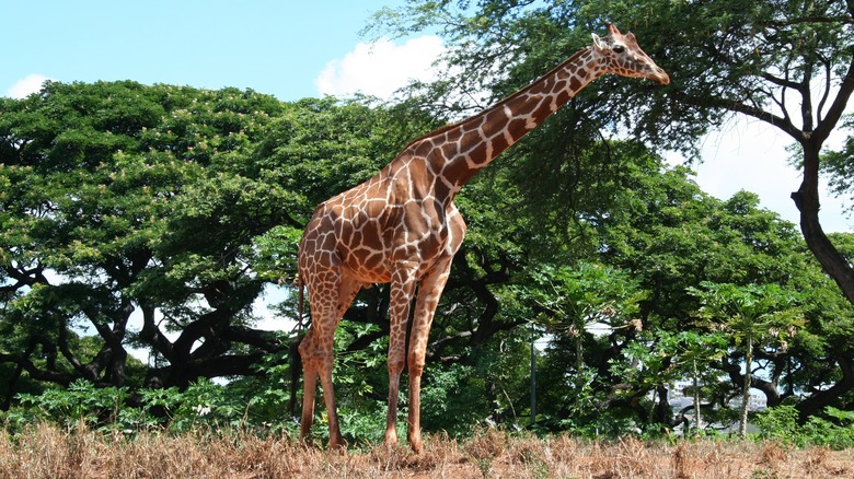 giraffe at Honolulu Zoo