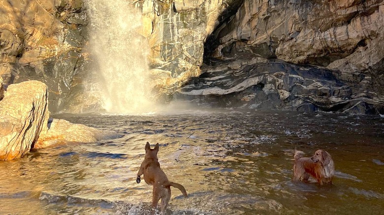 Dogs playing at the falls