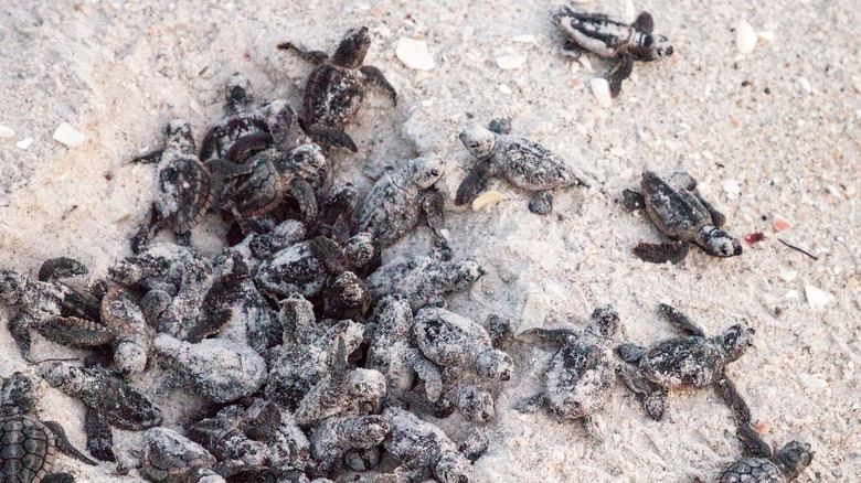 Sea turtles hatching in Florida