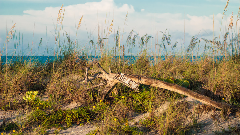 Sea oats on Don Pedro Island