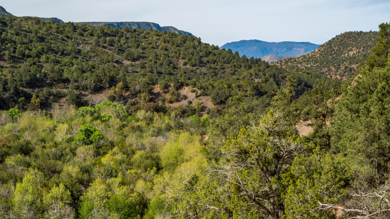 Arizona mountains and pine forest