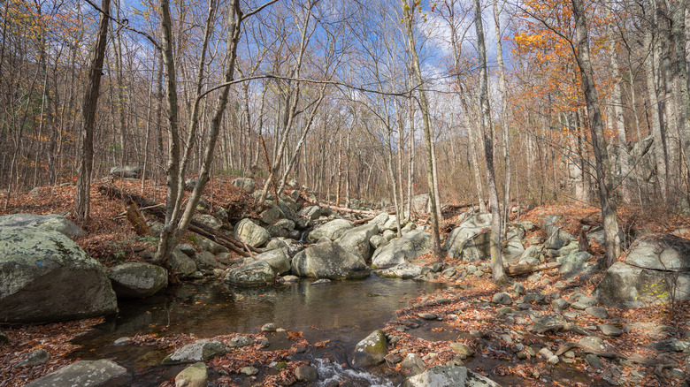 stream along Corbin Cabin trail