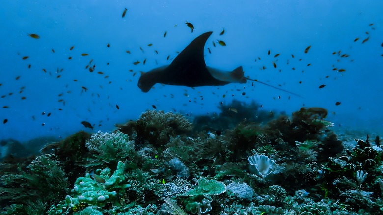 Manta ray near Komodo, Indonesia