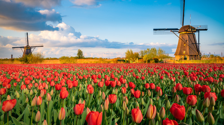 Dutch tulips and a windmill