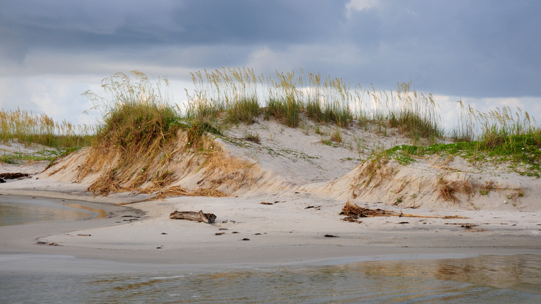 Sand dunes on Dauphin Island