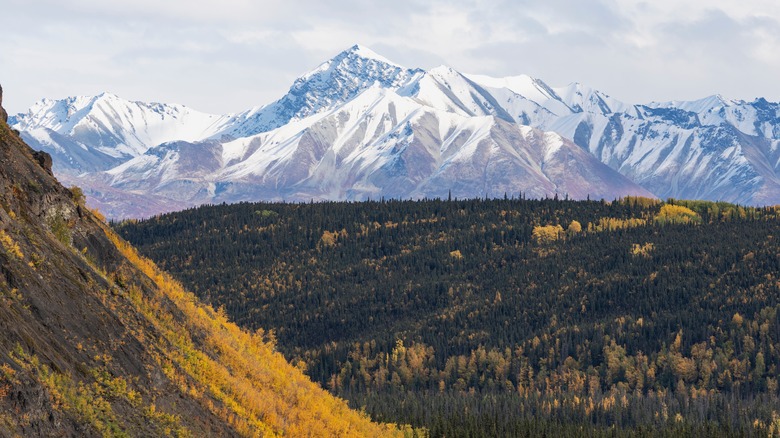 Chugach National Forest with mountains in background