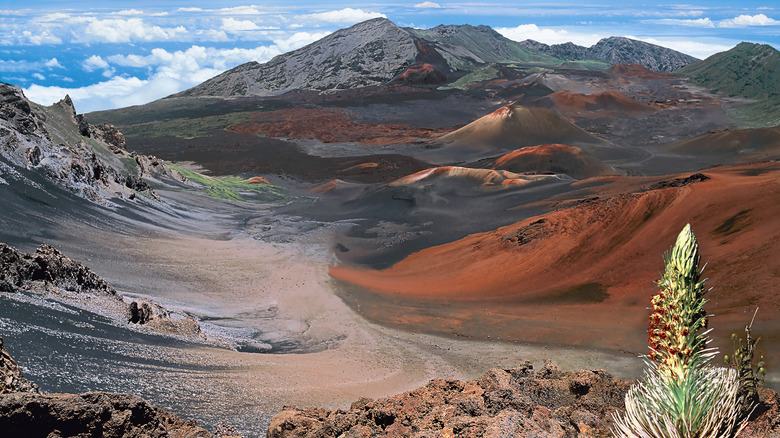 Silversword on rim of crater at Haleakalā National Park