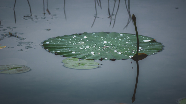 Lily pad with rain droplets on Stone Lake