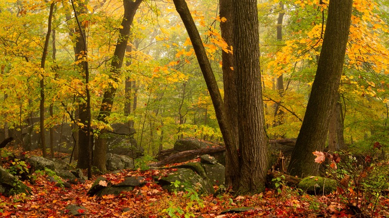 Fall foliage in Sourland Mountain Preserve