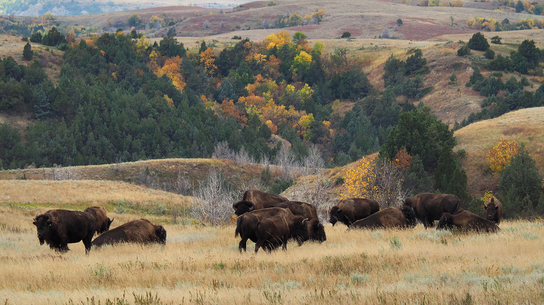 Bison grazing in Theodore Roosevelt National Park