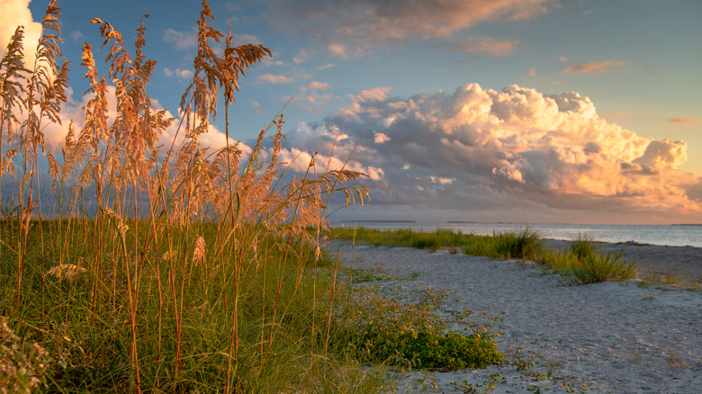 Grasses on Edisto Island beach