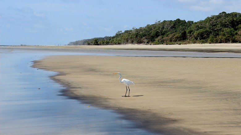 heron on white-sand beach
