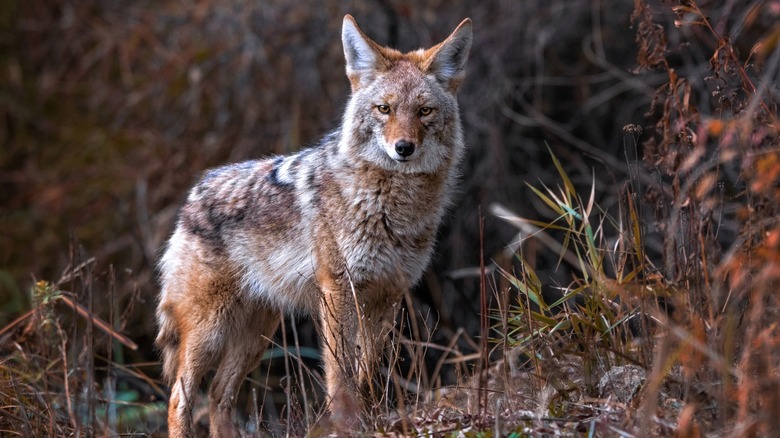 wild coyote in long brush