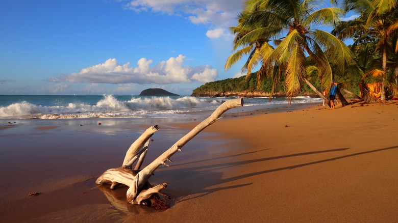 beach with palms and driftwood