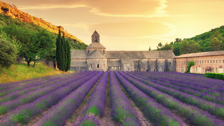 stone abbey with lavender field