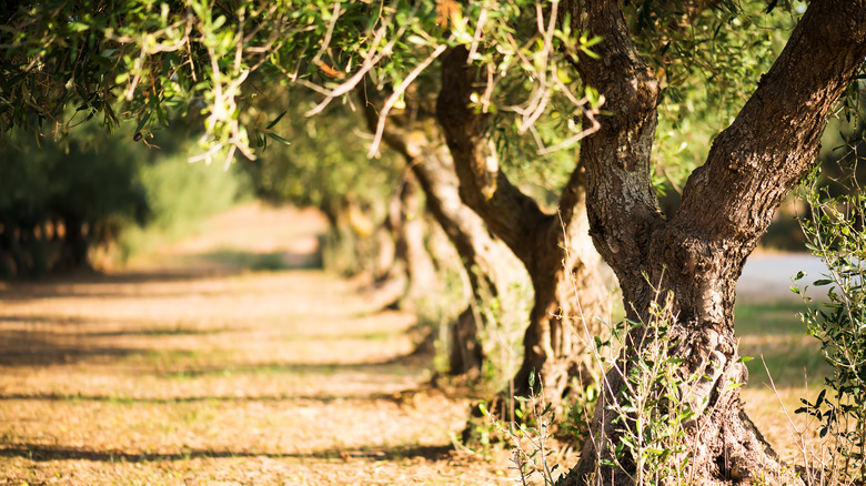 olive groves in Puglia region