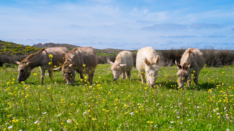 Albino Asinara donkeys grazing in field