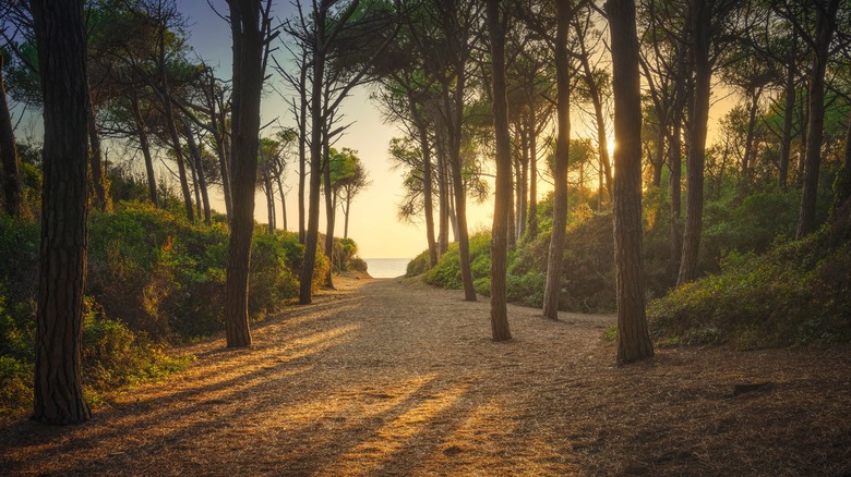 path through forest  to beach