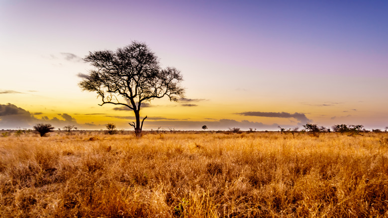 Savanna in Kruger National Park