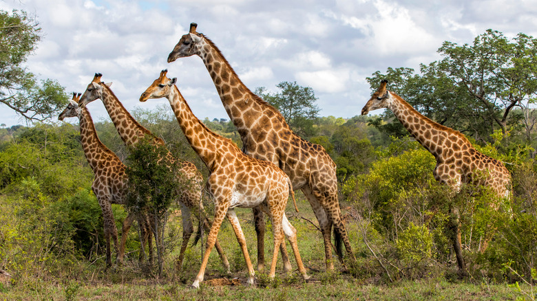 Giraffes in Sabi Sands Reserve