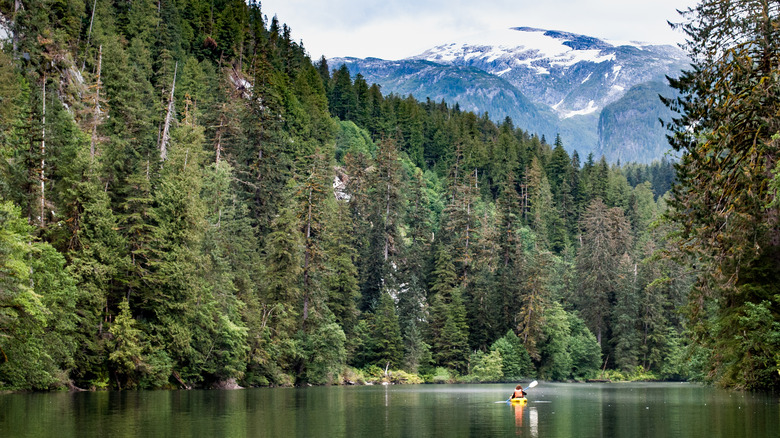 kayaker in forested inlet