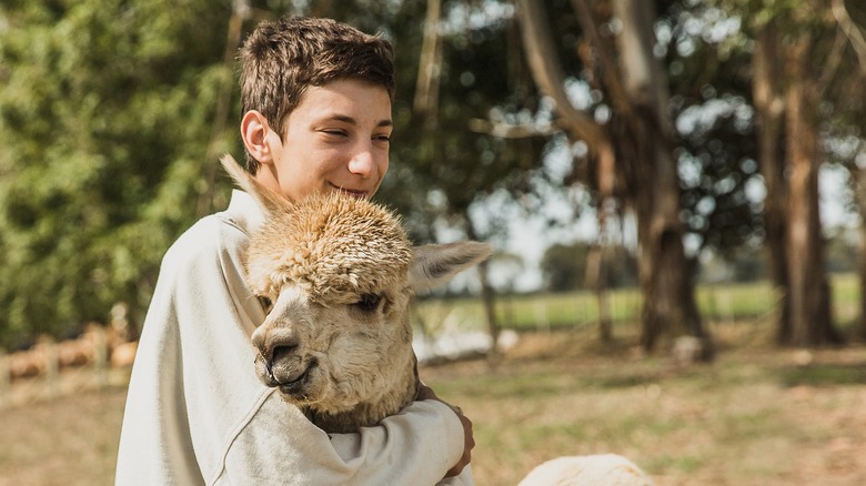 Boy hugging an alpaca