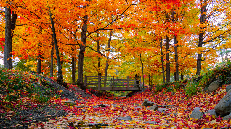 Fall foliage in the Northeast 