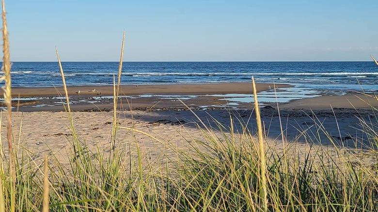 beach, tidal pools, and grass