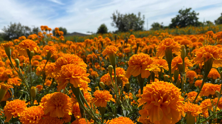 marigold fields in zimatlan