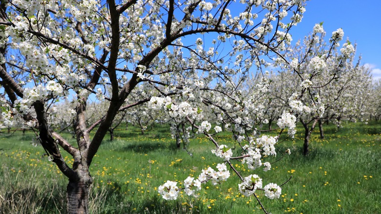 Cherry Blossoms in Traverse City Michigan