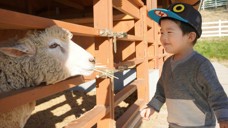 young boy feeding sheep