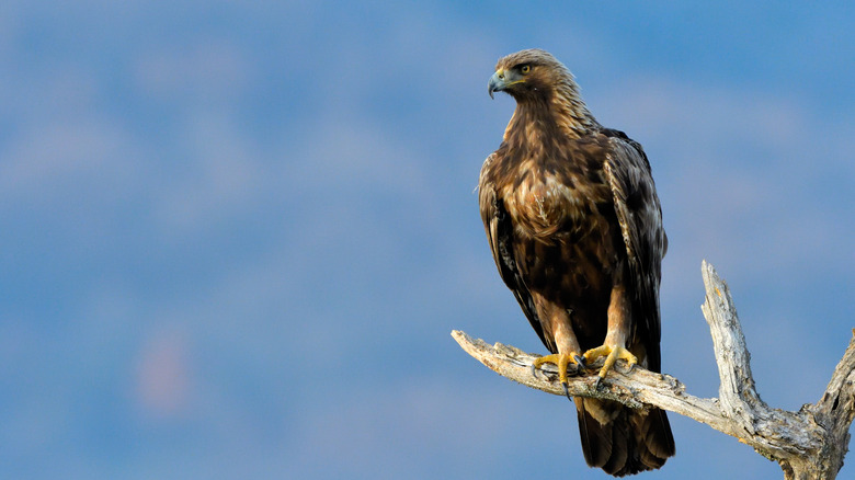 Golden eagle on a branch