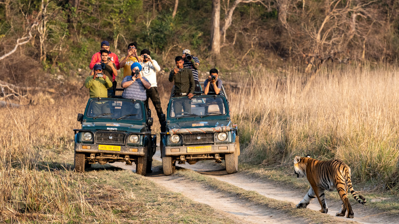 Tourists in cars photographing nearby tiger