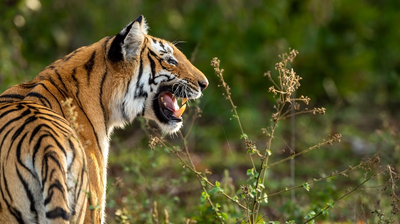 Profile of bengal tiger