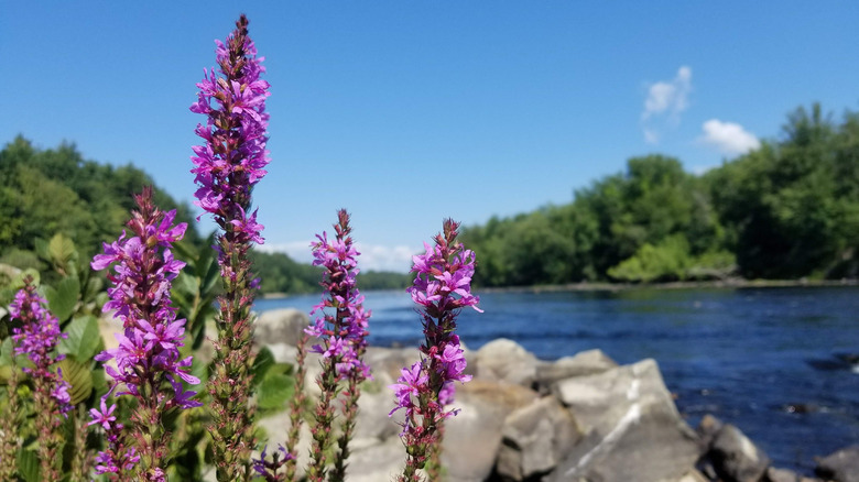 Merrimack River trail in sunshine