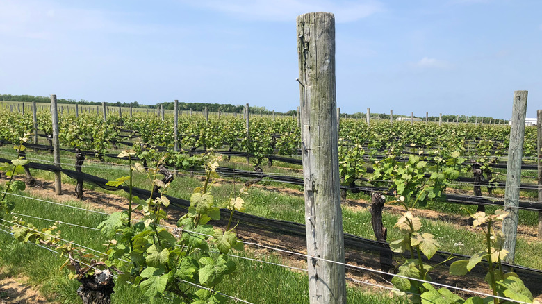 Pindar Vineyards, North Fork, Long Island