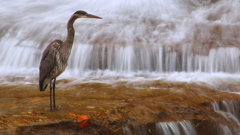 Great blue heron at waterfall