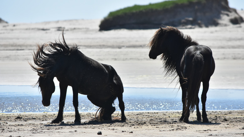 Wild horses on Sable Island