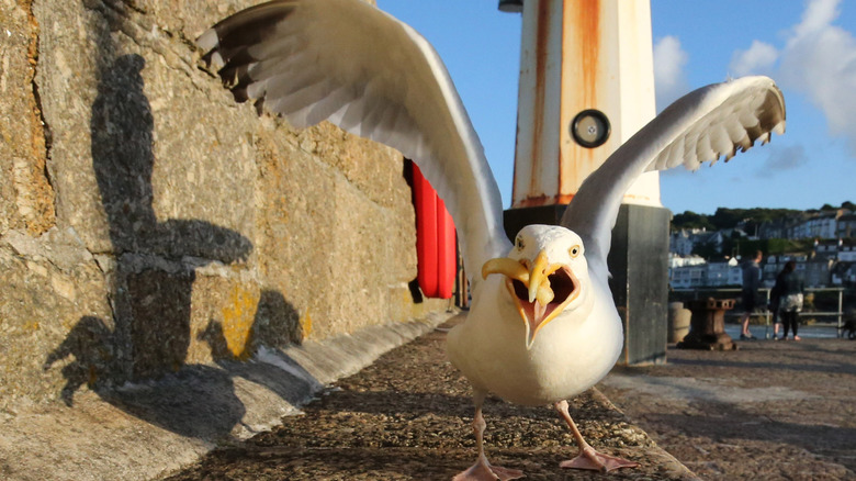 Seagull stealing food at seaside