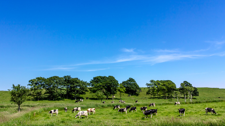 Hokkaido cows on pasture