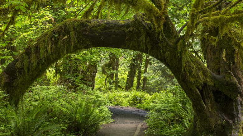 Moss-covered tree arch